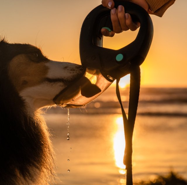 At Dogs On The Run, we&rsquo;re thrilled about the Spleash Your Leash! This incredible leash attachment features a built-in water reservoir and flip cup, making hydration during your walks super easy.

Imagine a sunny park day&mdash;your pup is burst