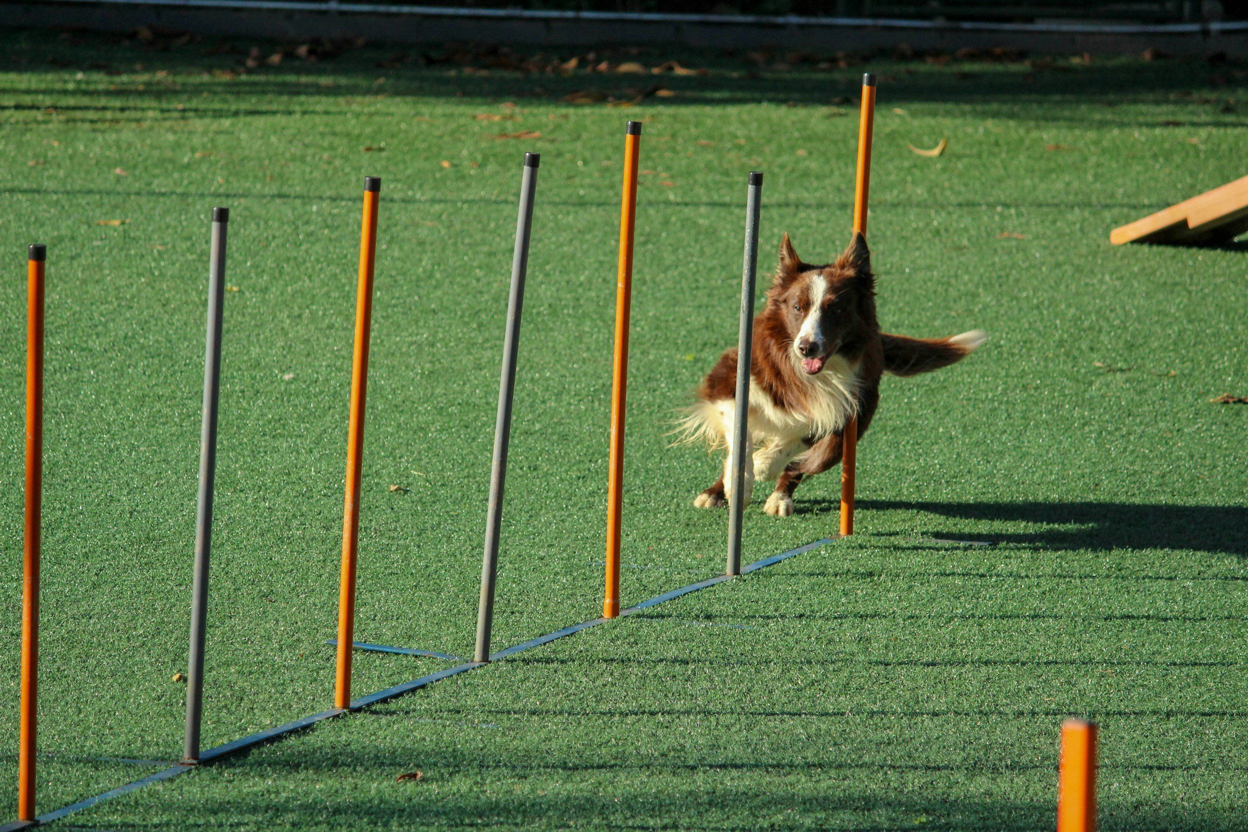 Advanced Dog Training with Holly