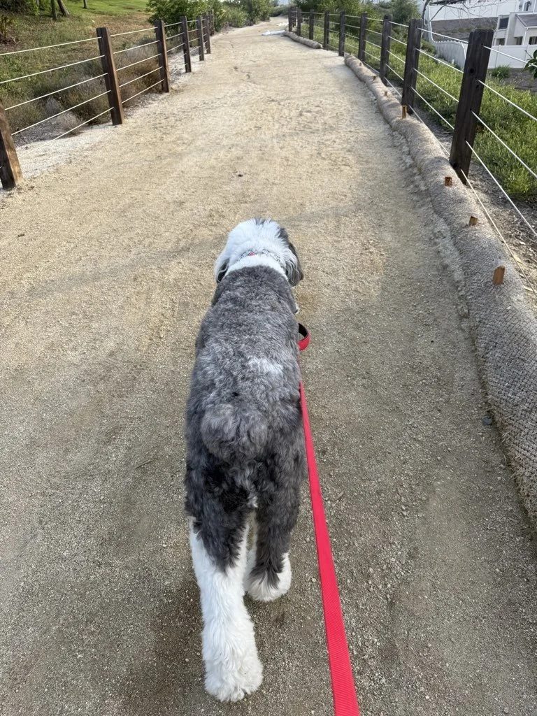 Canby Dog Owners Should Know About Molalla River's Blackberry Trap