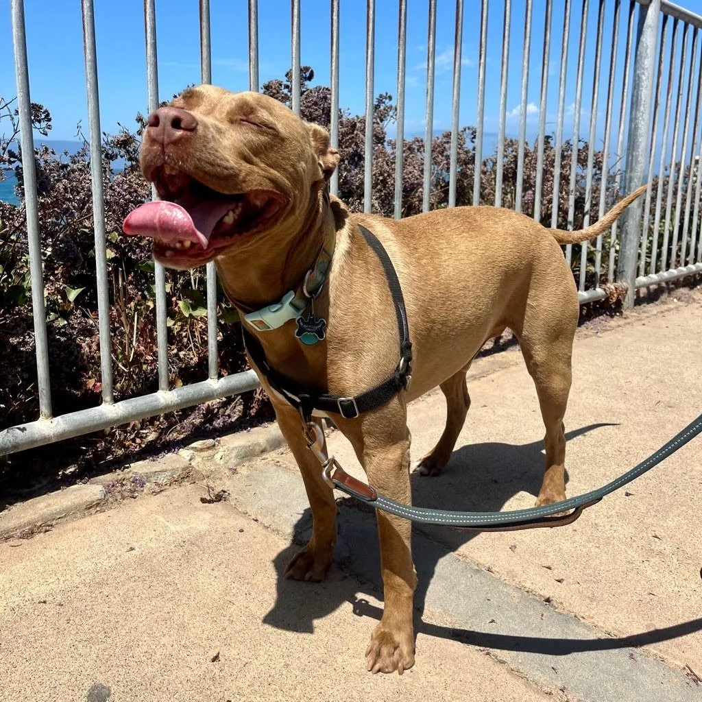 Free Nashville Dog Training Classes You Didn't Know Existed