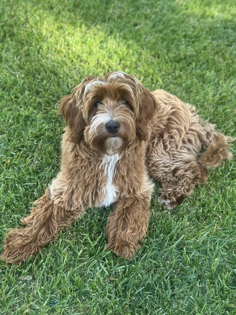 Why Do Dogs Eat Grass?