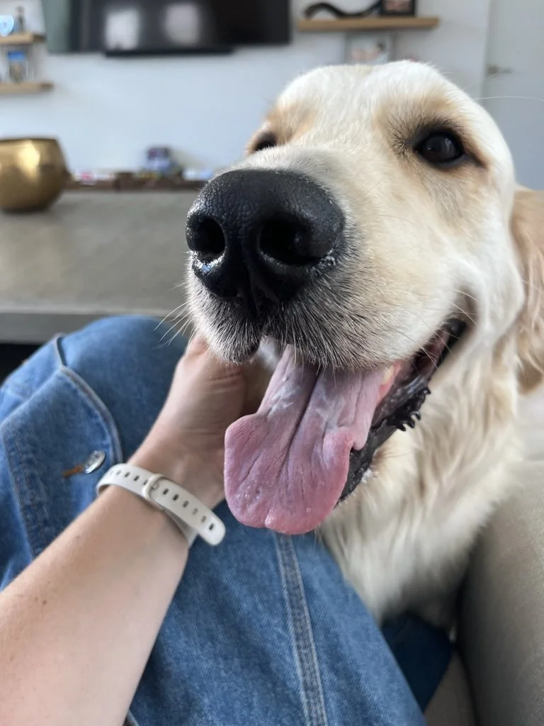 Why Your Pet Care Professional May Occasionally Arrive Later Than Expected