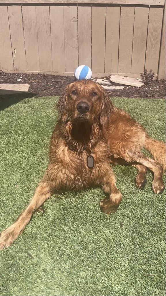 Can Dogs Get Sunburned?