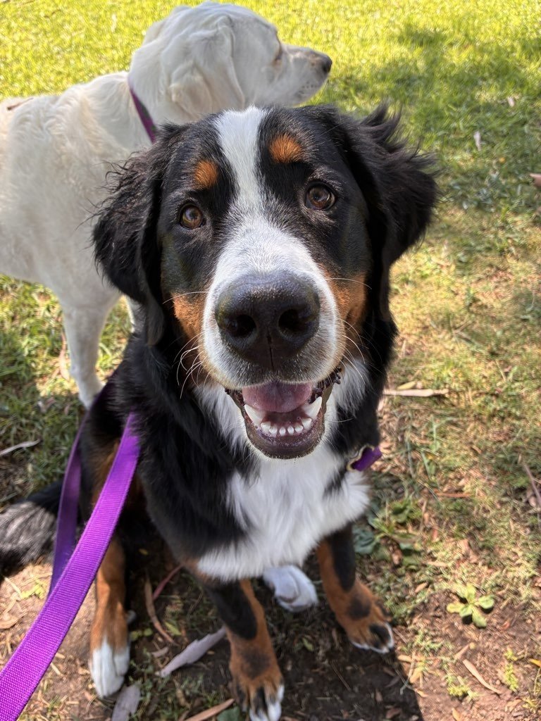 Rattlesnakes & Summer Safety: A Guide for Pet Families
