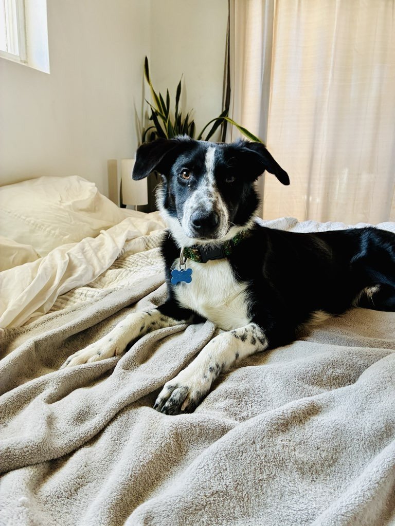Should Your Dog Sleep in Your Bed?
