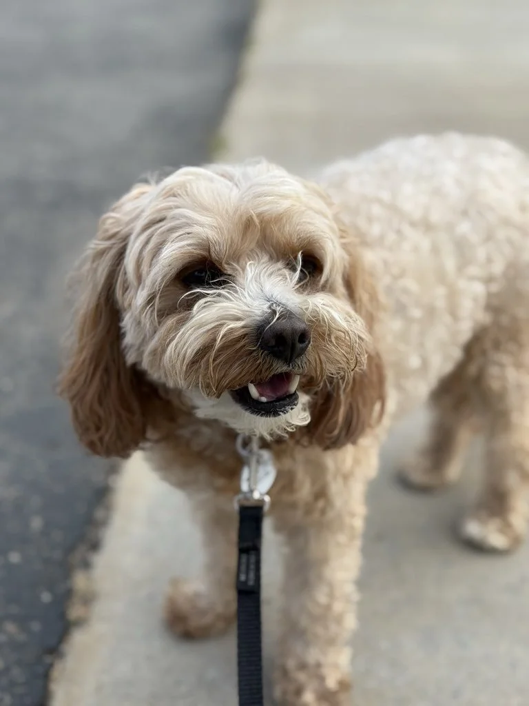 Why Dogs On The Run Is More Than a Pet Care Service—It’s a Community Built on Trust
