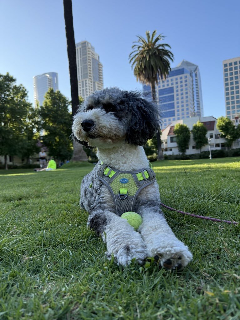A Higher Standard of Pet Care — Backed by a Certified Woman-Owned Business
