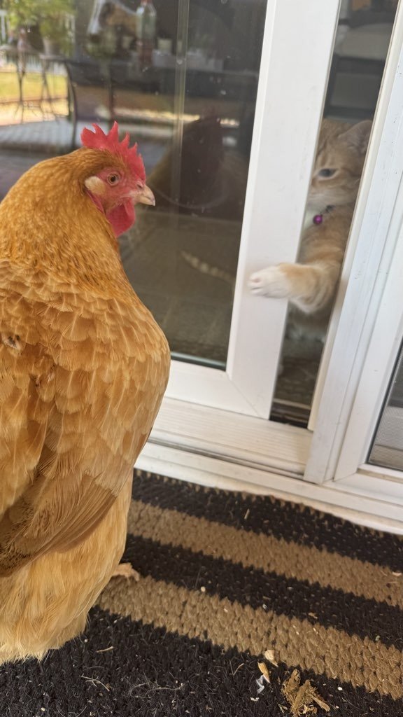 Backyard Chickens Are Booming—And Yes, DOTR Can Help
