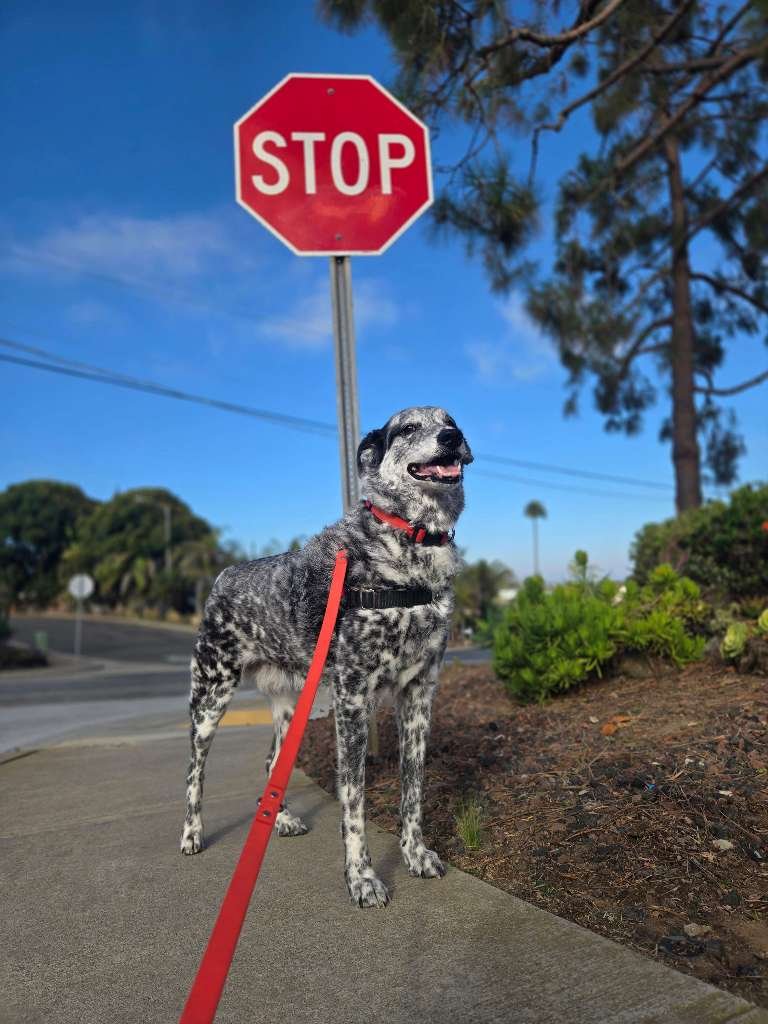 Do Dogs Really Like Being Hugged? Let’s Decode the Signs