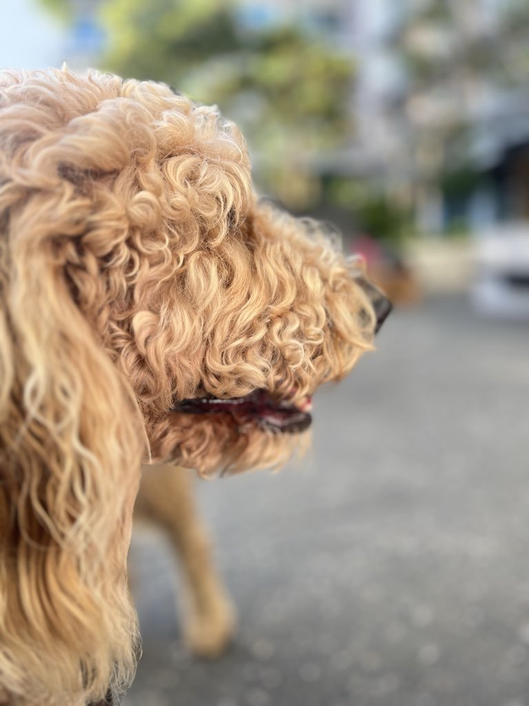 Want Flawless Pet Care While You’re Away? Here’s the Secret.