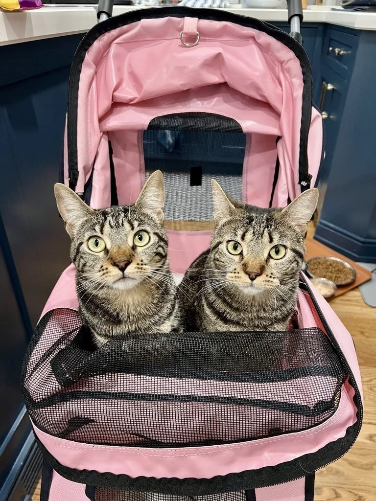 Why a DOTR Care Team Is the Secret to Exceptional Pet Care