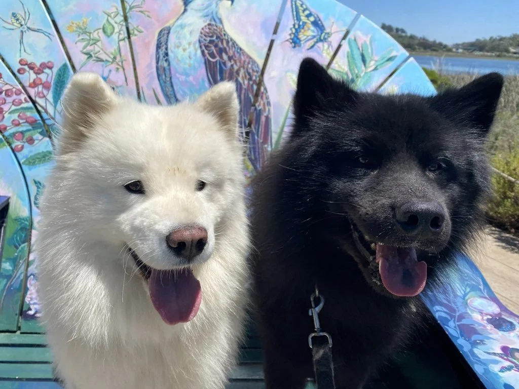 Buckle Up, Pup: Why Pet Travel Safety Deserves a Second Look