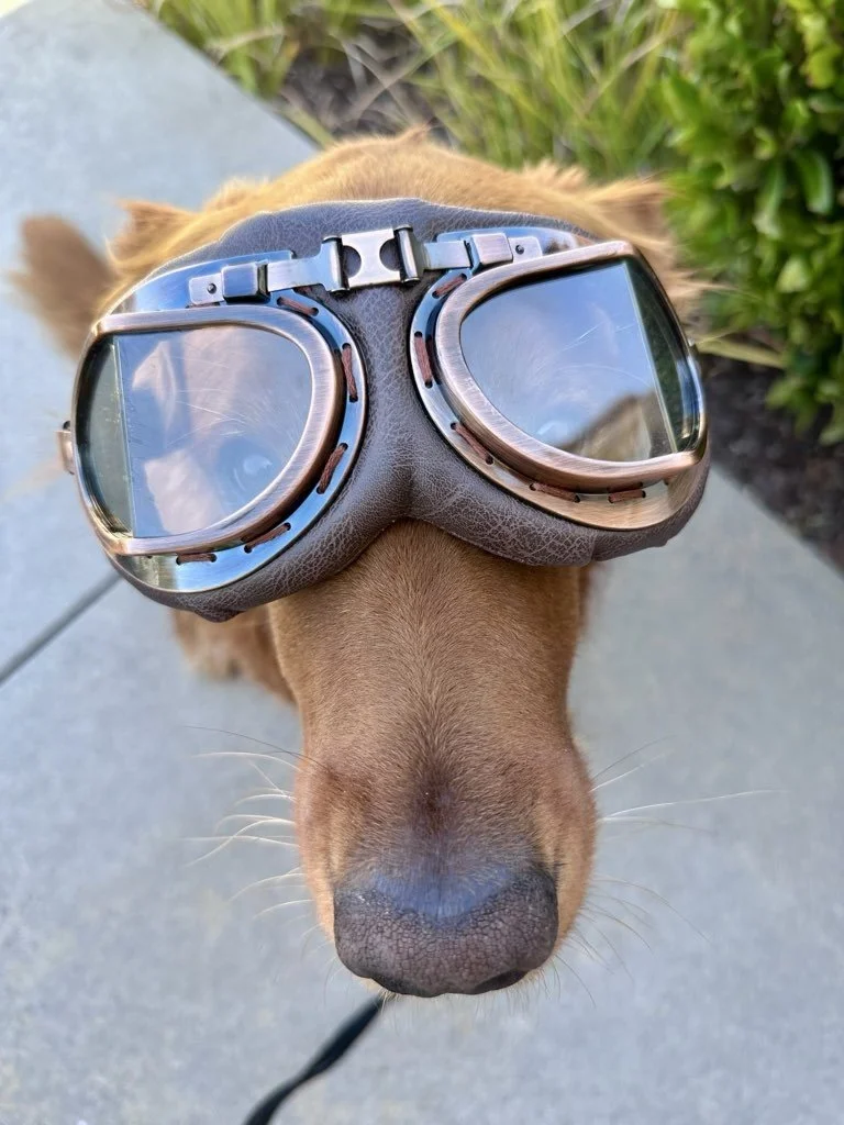 Headed Out for the Holidays? Now’s the Time to Book Your Pet Care