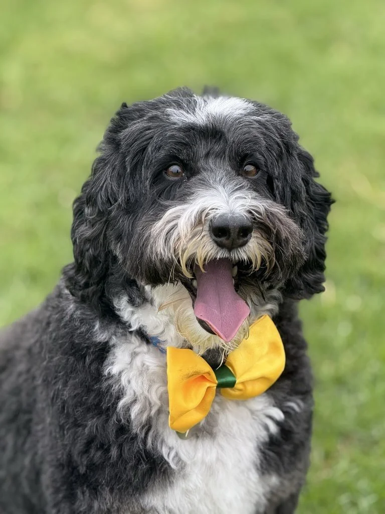 Why Dogs On The Run Is Not the ‘Spirit or Frontier Airlines’ of the Pet Care Industry