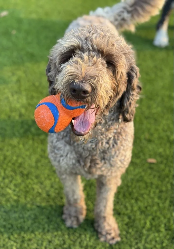 Traveling to Carlsbad with Your Dog? Here’s How to Enjoy LEGOLAND Without the Stress