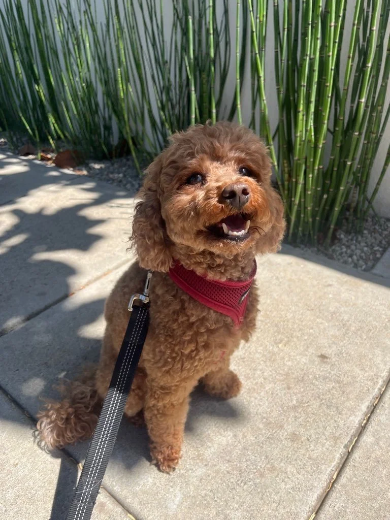 Keeping Your Doodle’s Coat Healthy: Brushing Tips and Mat Prevention