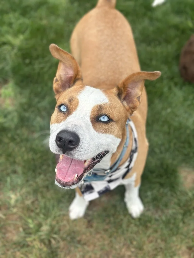 Why Dogs On The Run is Different from Pet Care Apps