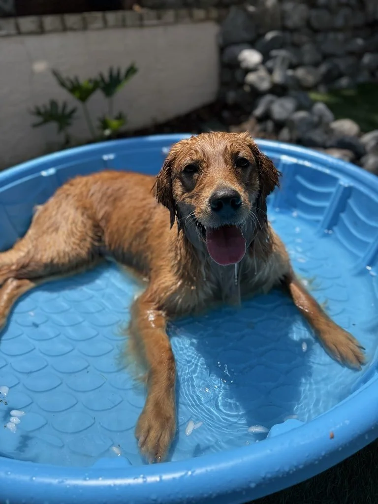Dogs On The Run: A Concierge Service, Not Just an App