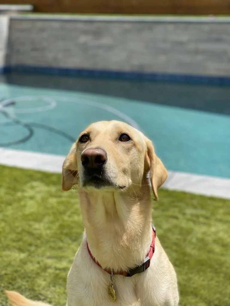 The Hidden Stress of Selling a Home with Pets