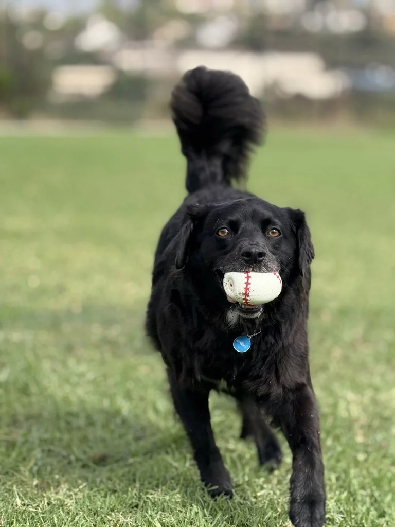 Why Every Pet Should Wear a Collar and Name Tag