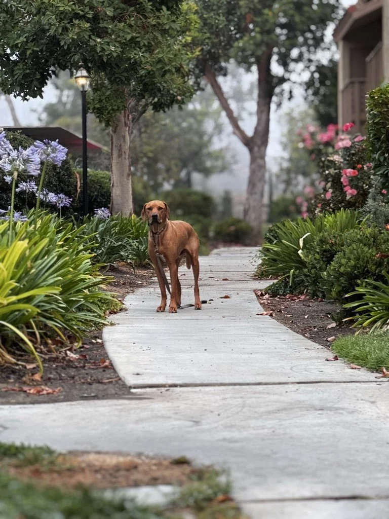 What To Do If You Find a Lost Pet