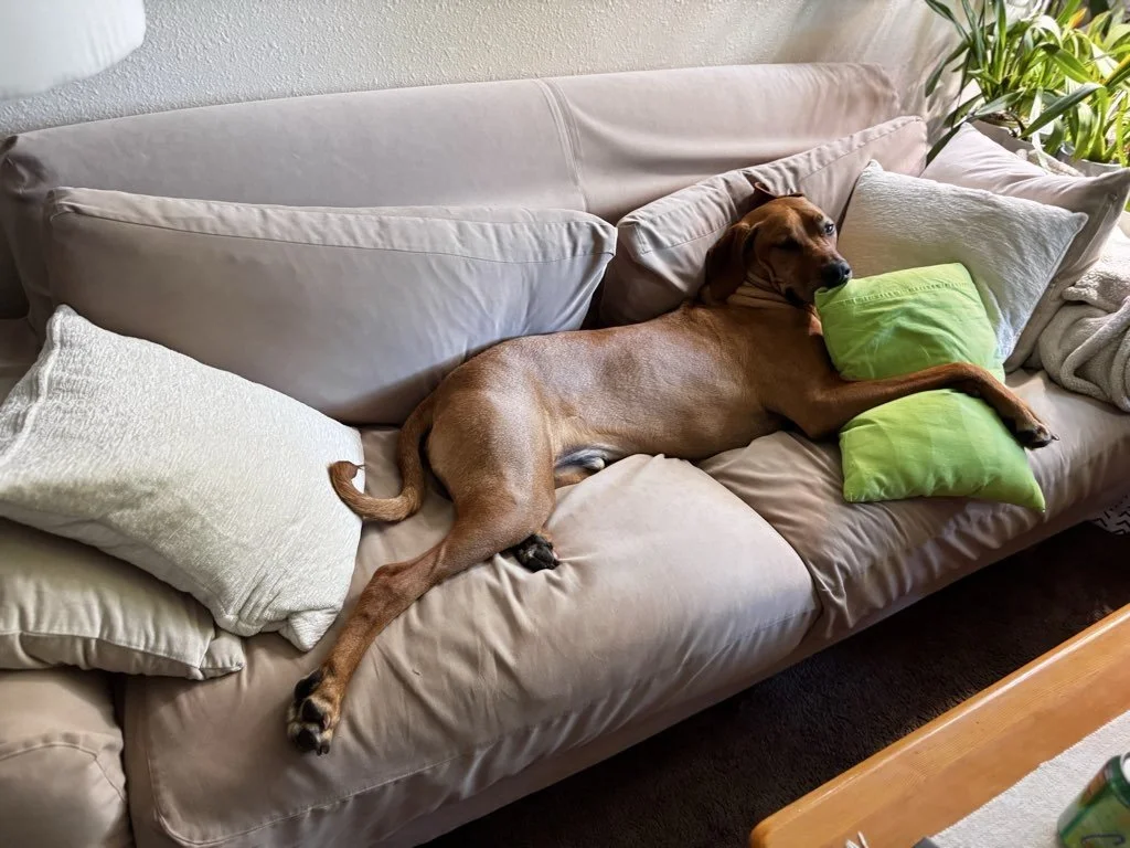 Why Every Pet Parent Needs Reliable Emergency Contacts