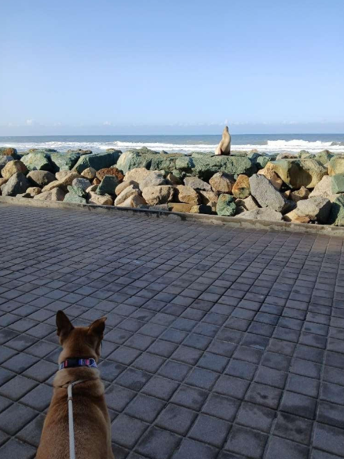 Ocean Beach Living: Where Luxury Meets Leashes