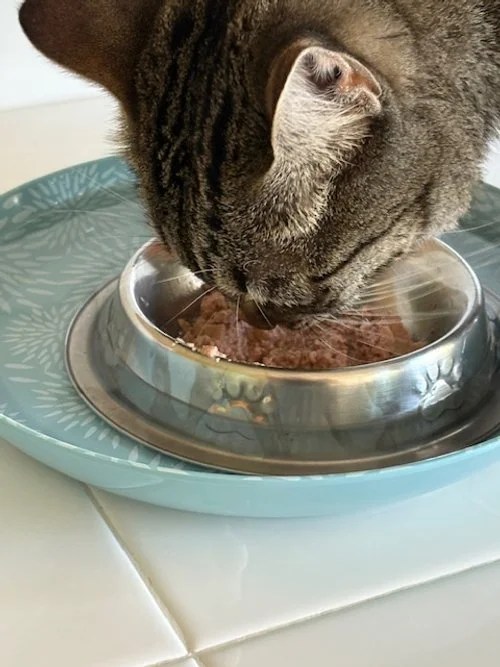 Keeping Ants Out of Your Pet’s Food 🐜