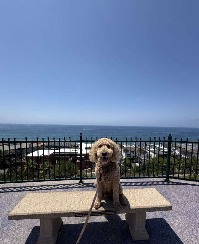 Point Loma: Elevated Coastal Living with Dog-Friendly Charm