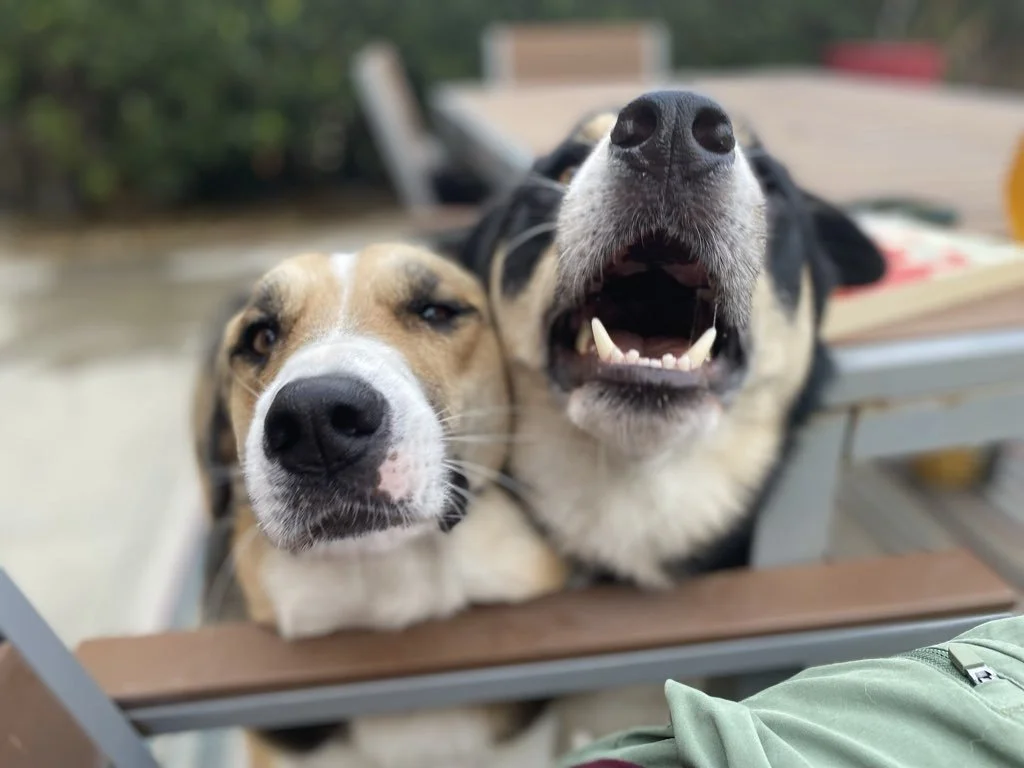 What Is a Pet Care Concierge?
