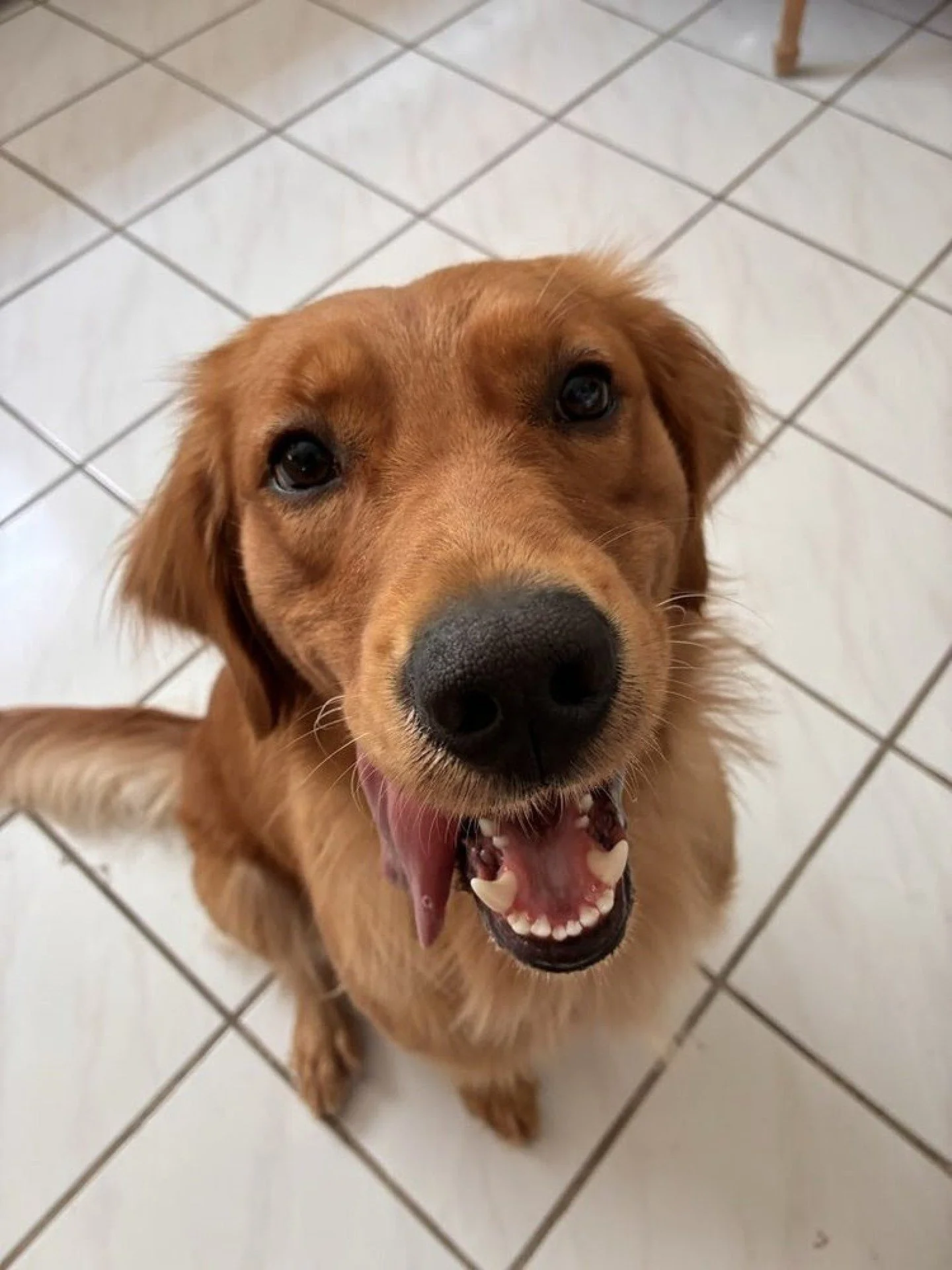 Visiting LEGOLAND with your dog in tow? We've got you covered. While dogs can't join you inside the park, Dogs On The Run provides private, professional pet care right at your hotel or rental home.
No kennels, no stress - just personalized, one-on-on