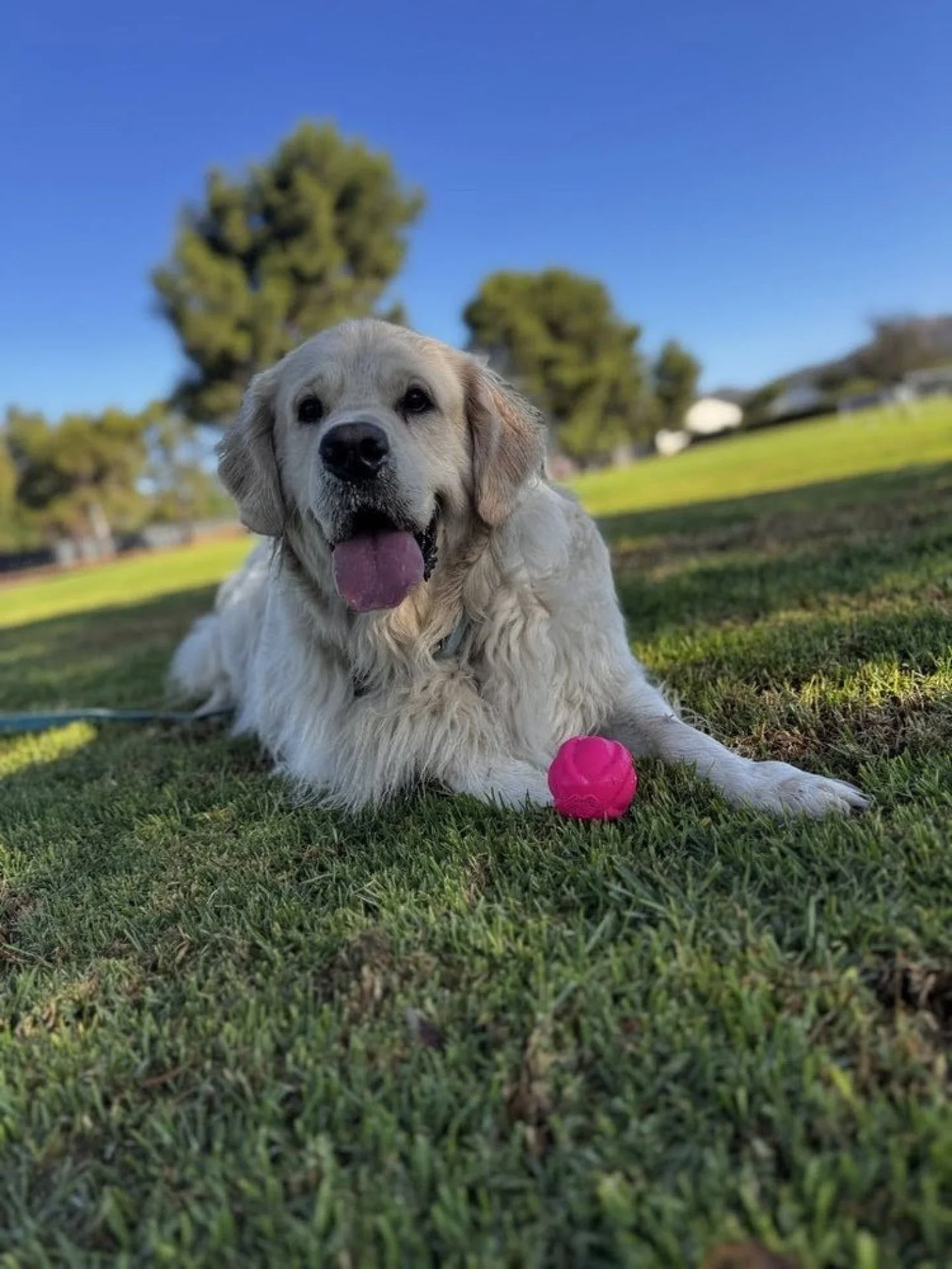 Pet Parent Corner

&ldquo;I was fortunate to find this company when we got an English Cream Golden Retriever in 2022 and needed a trainer. Izabella worked with Boris (and me) and helped him become the joy he is today. She brings him presents on his b