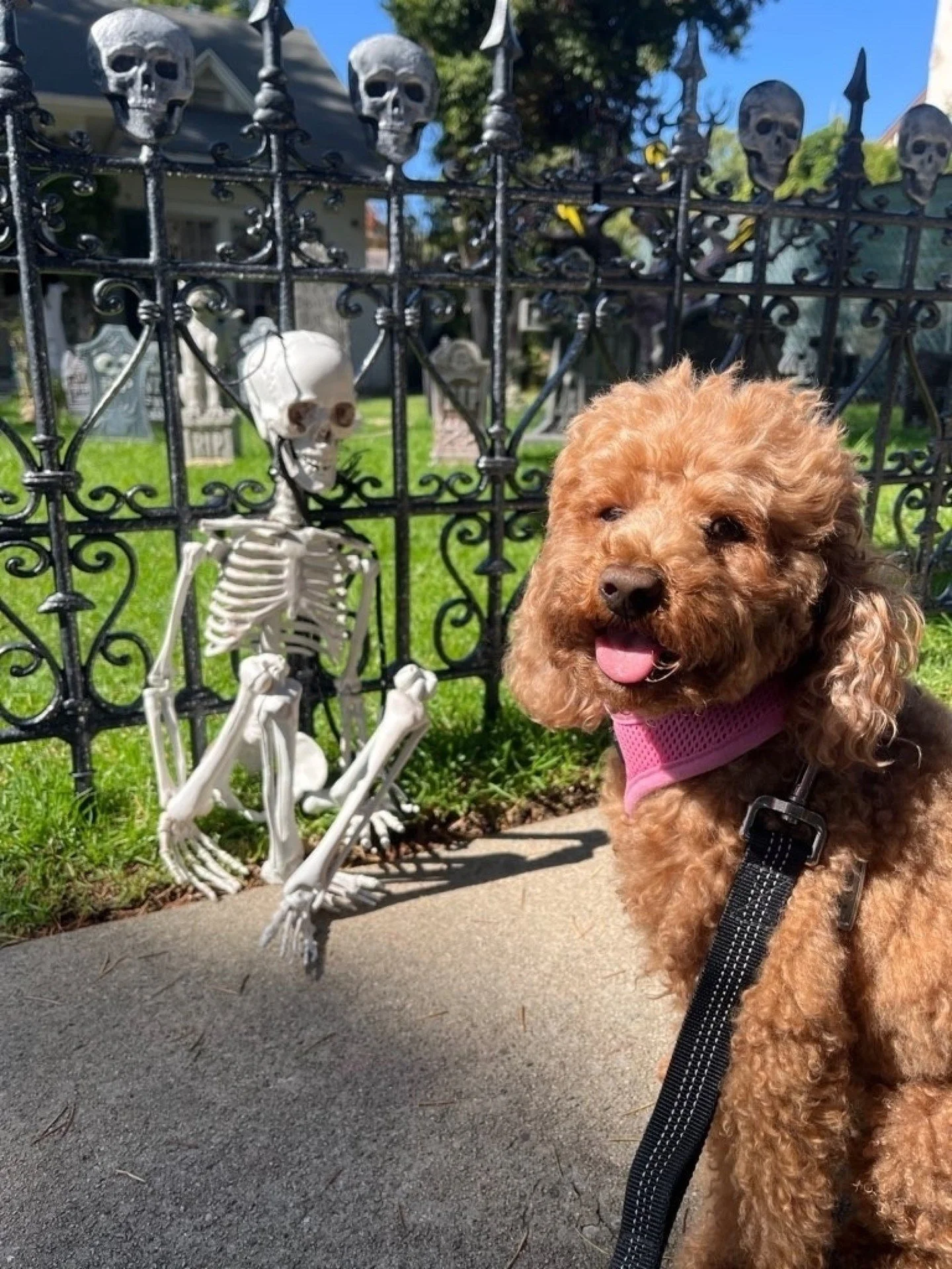 &quot;I can't say enough about how much we love Christine and our experience with Dogs on the Run. We have a very anxious dog and Christine is patient with her and has taken the time to get to know her and building trust so that our dog is now excite