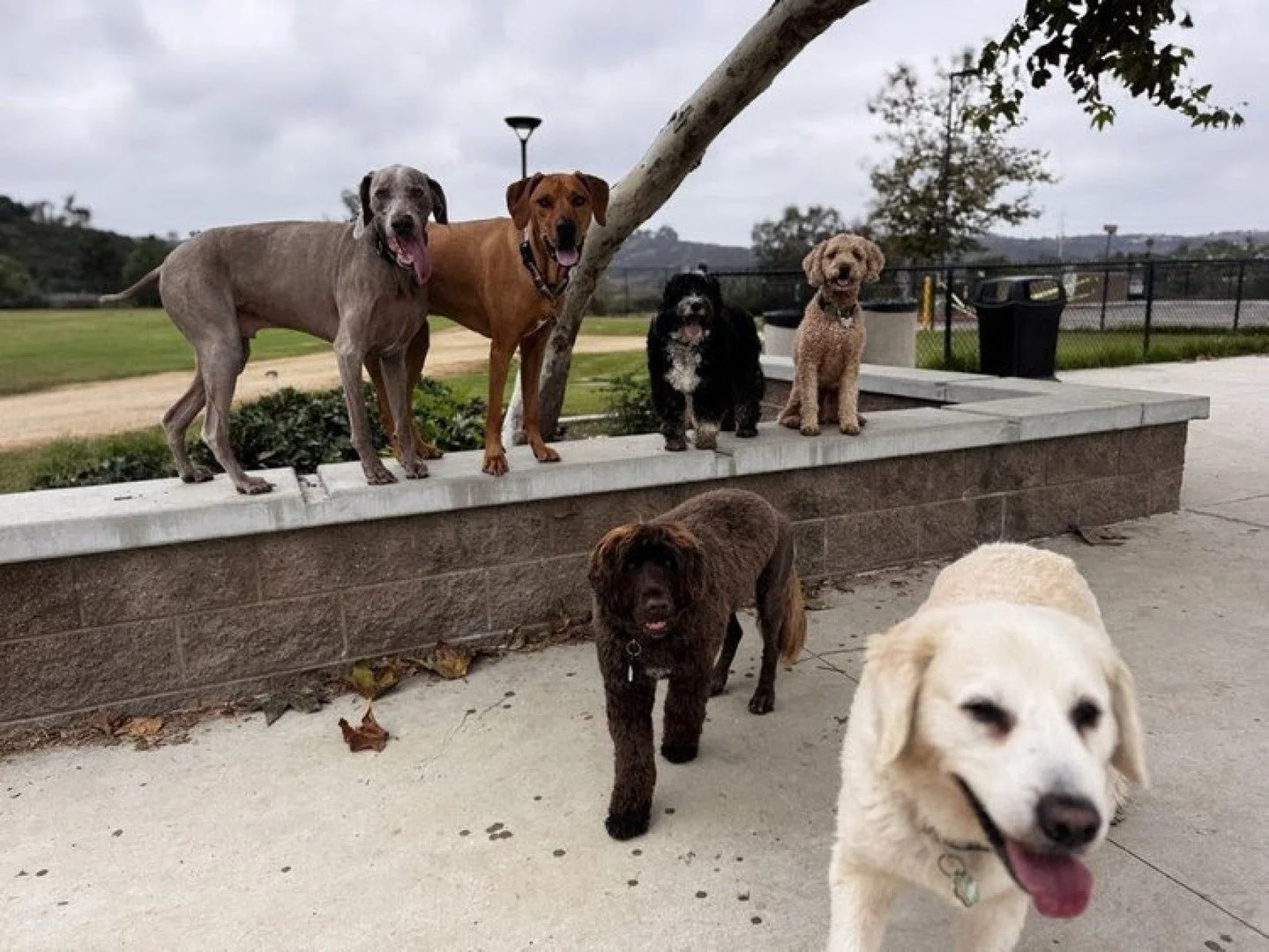 Join us TODAY for a FREE seminar where our certified trainers share humane, holistic, and highly effective techniques for managing reactive behaviors.

Learn practical strategies you can use immediately to support your dog through challenging situati