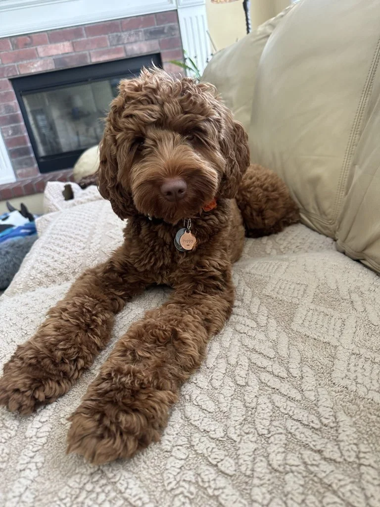 The Difference Between a Concierge and a Marketplace in Pet Care