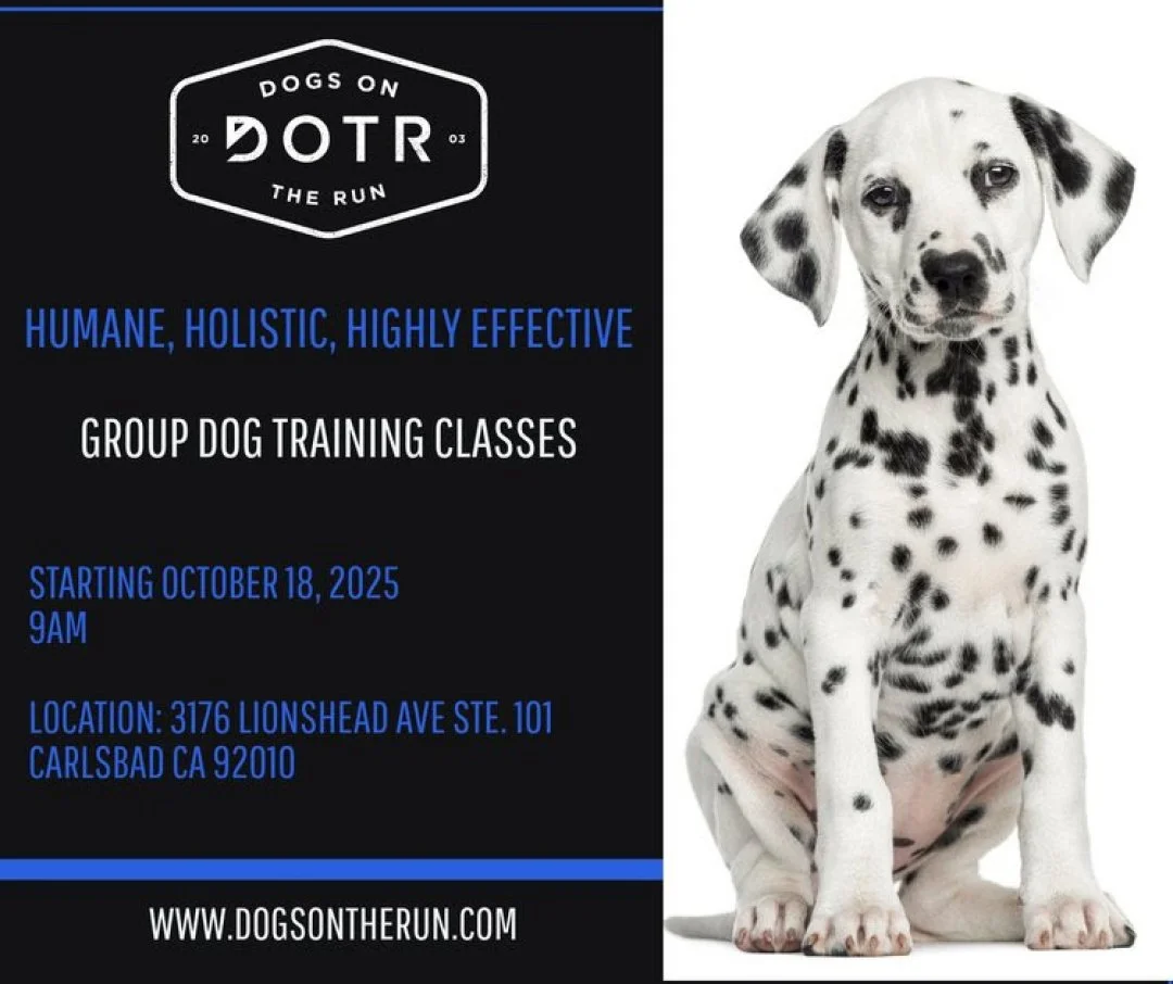 Save the date for Group Dog Training Classes! Learn essential obedience, manners, and behavior modification in a supportive environment using humane, holistic, and highly effective methods.

Next Session: October 18, 2025 at 9:00 AM
Cost: $250
Locati