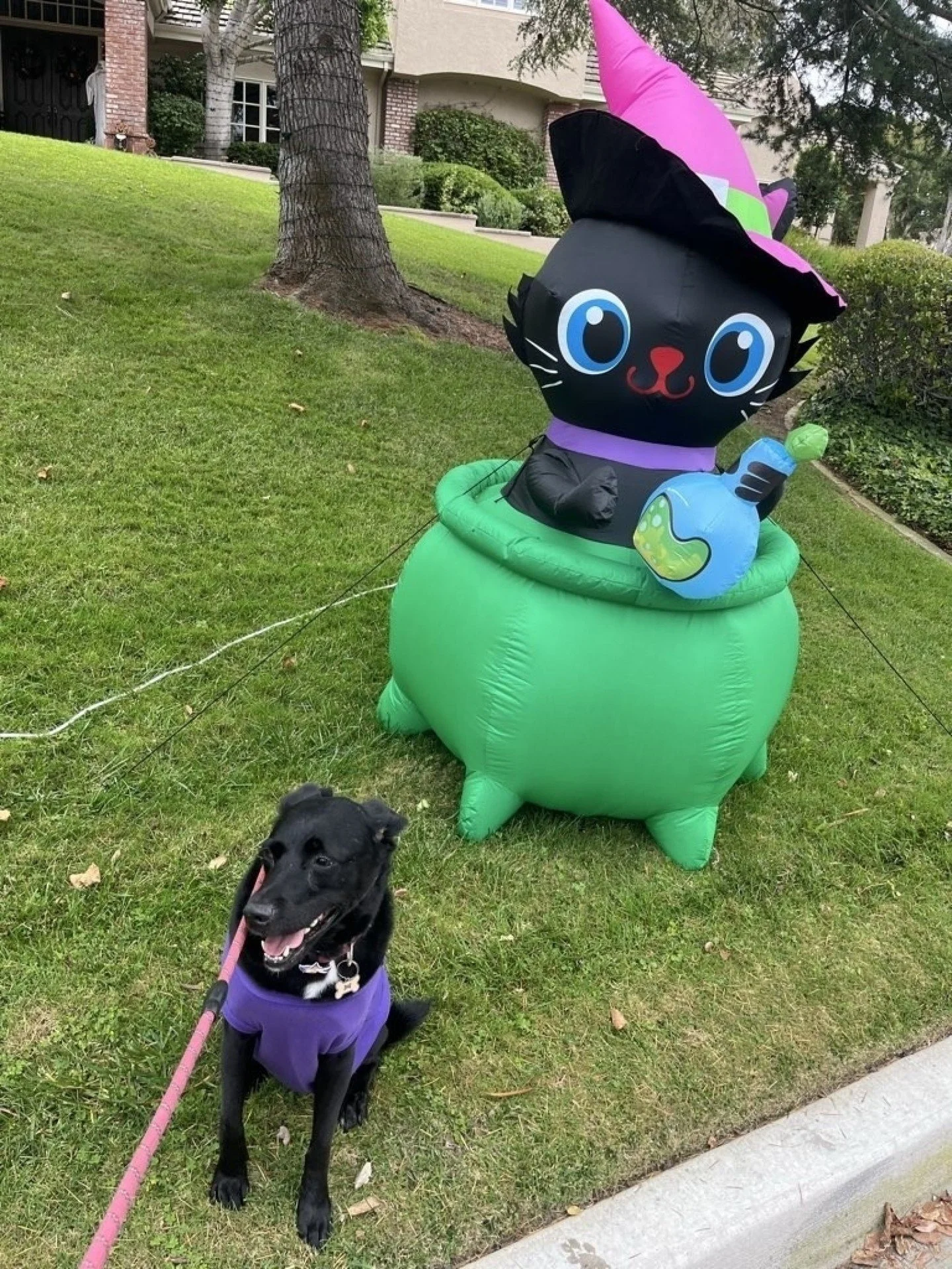 Halloween costume contest is ON! We want to see your pup's best Halloween look - whether it's spooky, silly, or show-stopping.

Post your dog's costume photo in the comments or tag us for a chance to win a Dogs On The Run Bag of Treats. Winner announ