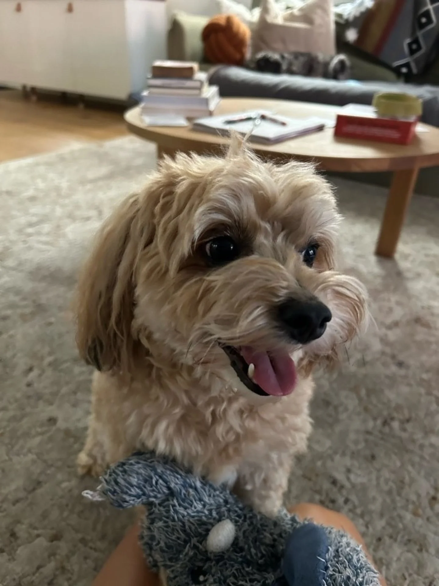 &quot;We&rsquo;ve been using Dogs on the Run in 2020 and now again for over a year after moving back to the area, and we couldn&rsquo;t be happier with the care and attention our pets receive. Melissa is fantastic with Dino, our dog, taking him on da