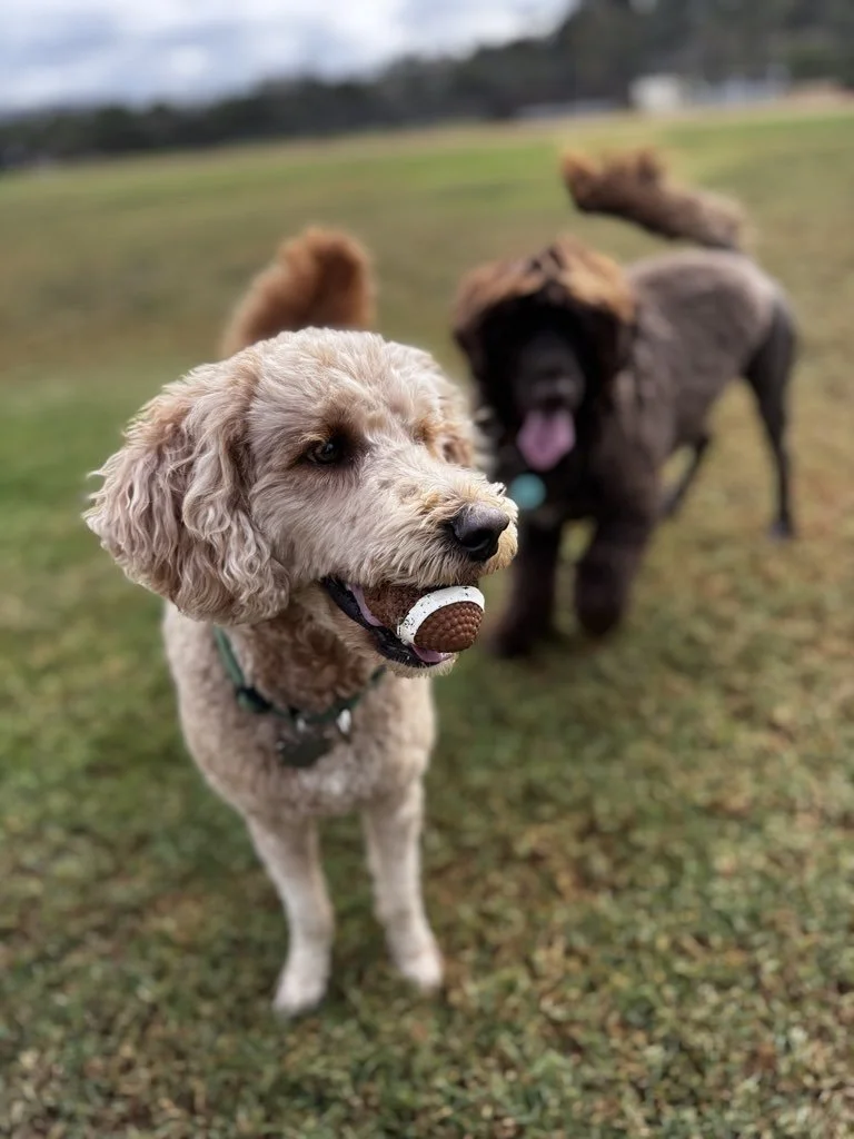 Holiday Harmony: How to Keep Your Pet Happy and Safe This Thanksgiving