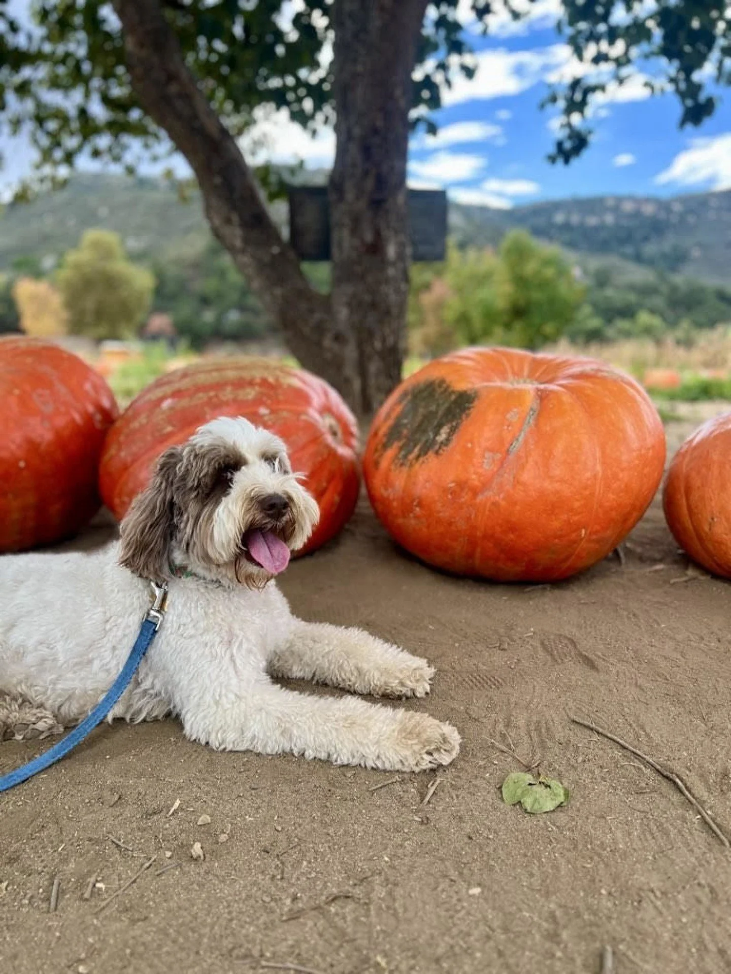 Join us at Pups & Pints HOWL-o-ween Festival! Bring your pup for an afternoon of dog-centric activities, local pet vendors, costume contests, and more in Nashville.
When: Saturday, October 25, 2025 | 12:00 PM - 4:00 PM
Where: The Yard @ OneC1ty,