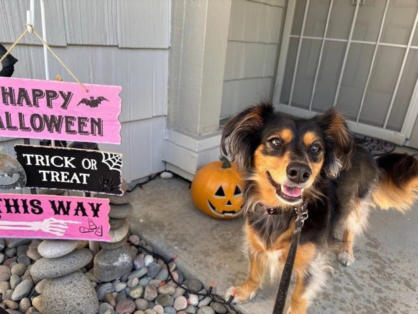 Halloween is fun for families but can be overwhelming for pets. Between costumes, candy, doorbells, and decorations, there's a lot that can stress or endanger your furry friends.
Keep them safe this spooky season:
- Store candy out of reach - chocol