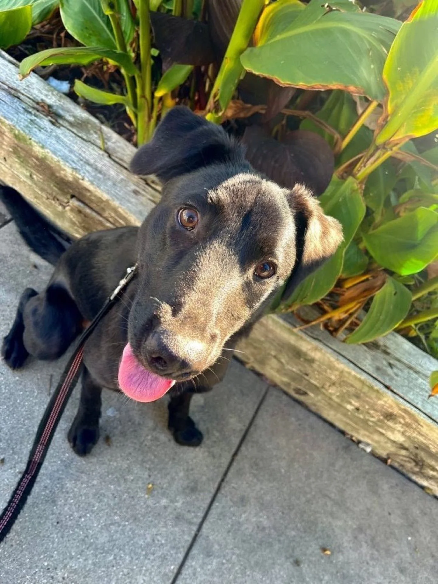 "Dogs On The Run is great! They ensure pet sitters are gold standard. April and her DOTR Team learn about your babies and hand pick sitters who they feel will be a good fit. I feel so safe leaving my babies know I can trust they will get good ca