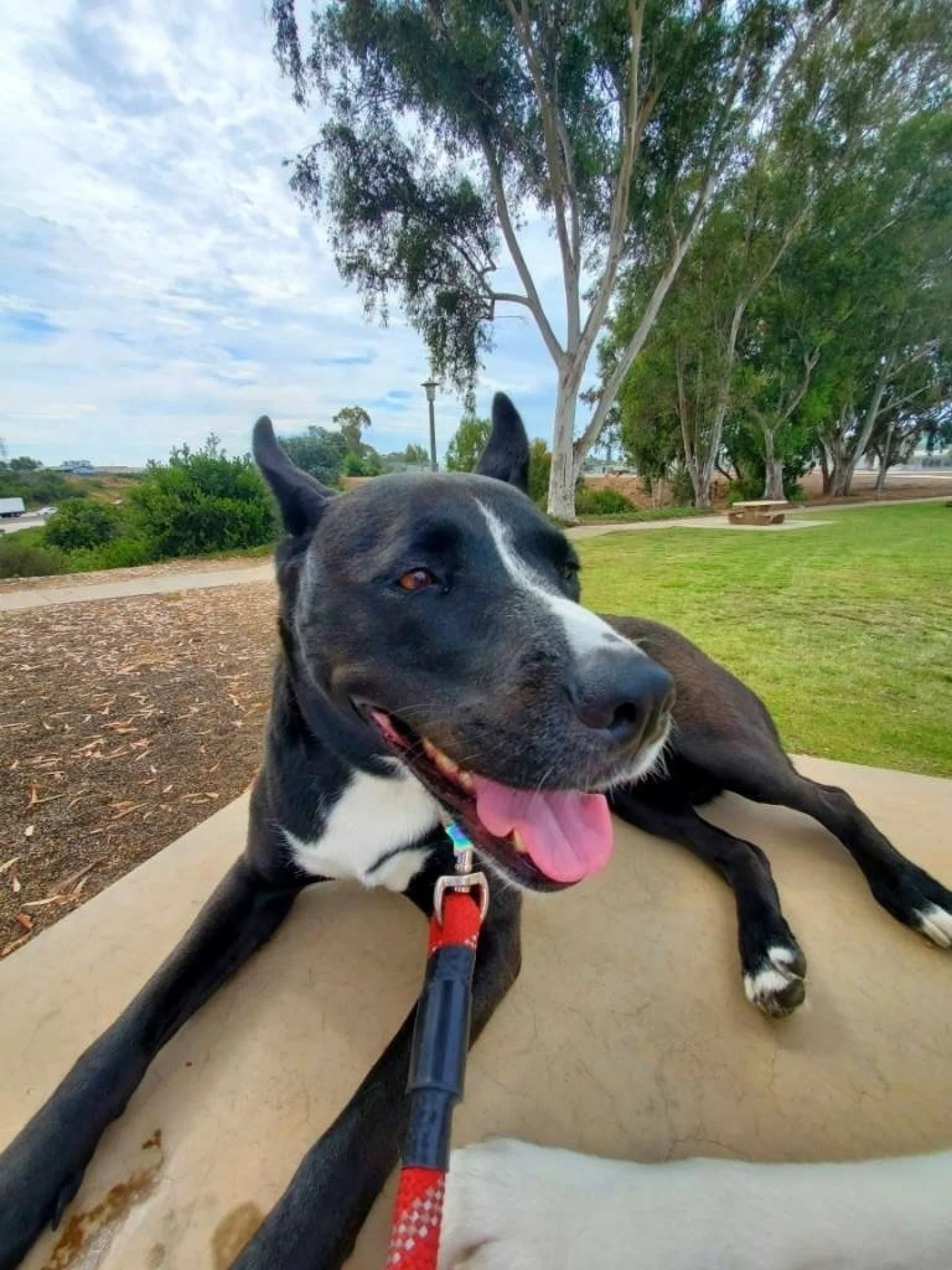 "Toby is more than just a dog sitter; he's an exceptional caregiver who goes above and beyond to ensure Sasha's well-being. His attentiveness to her needs, coupled with his ability to engage her and adapt to her energy levels, truly sets him apa