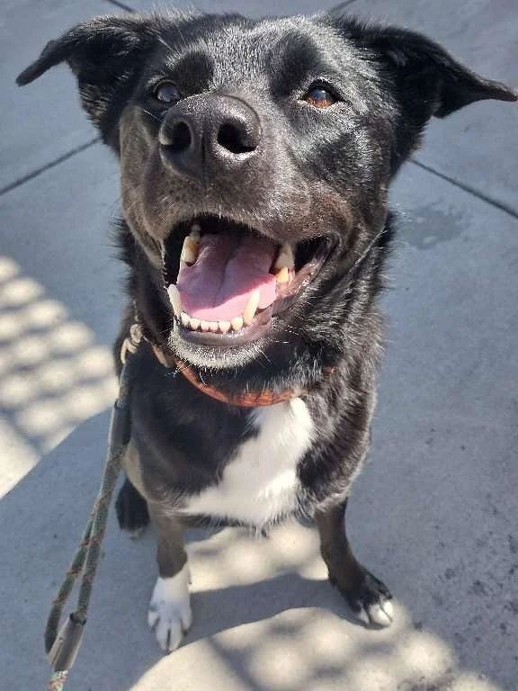 A big thank you to @petsittersinternational for referring clients to Dogs On The Run and helping us expand our network. We truly value partnerships that strengthen the pet care community and support small businesses like ours.
Learn more about our t