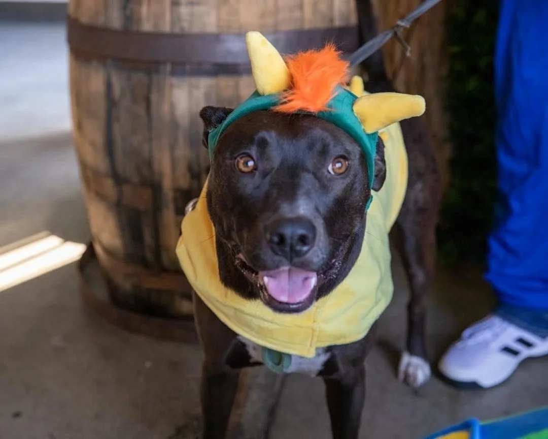 Halloween is here and we want to see your pets in costume! Share a photo of your furry friend dressed up for a chance to win a Dogs On The Run treat bag. Tag us and use the hashtag so we can see your spooky, silly, or creative costumes!
Book your pe