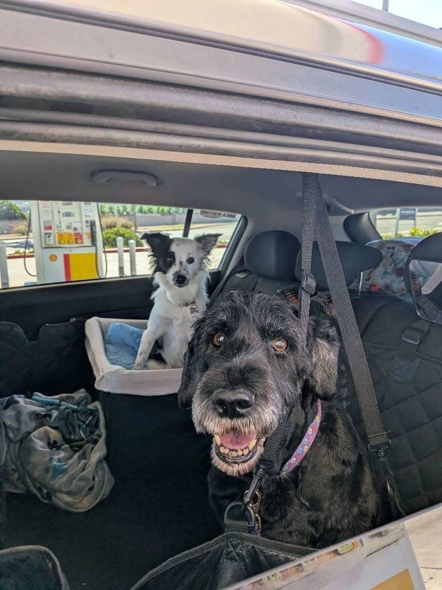 Pet Parent Corner

&quot;Dogs On The Run has been amazing in helping me out on my work days! Selena specifically, taking Scarlet on doggy daycare adventures which leave her happy and tired! At the end of each outing I get a detailed report and pictur