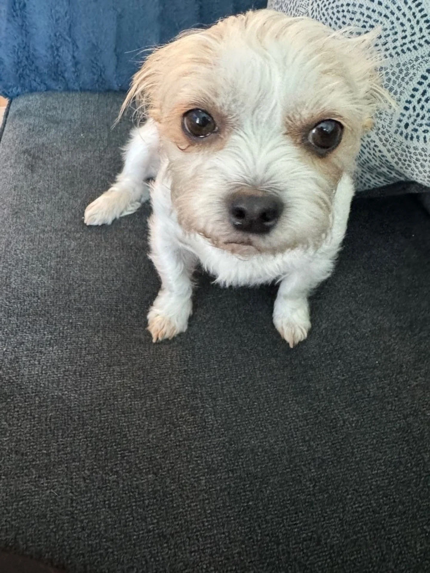 &quot;This is my first time using a pet sitter as my pup always travels with me, but when I could not take her on a recent trip, I turned to Dog on the Run. They were fantastic, very responsive, they paired me with the wonderful Jeanice who was an ab