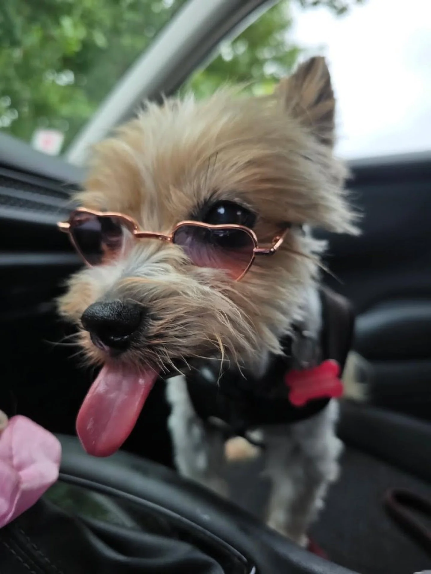 When you choose someone to care for your pets, you are not hiring for a service. You are trusting someone with a heartbeat. At Dogs On The Run, we know this is not like landscaping, cleaning, or any other household task. Pet care is personal. It is e