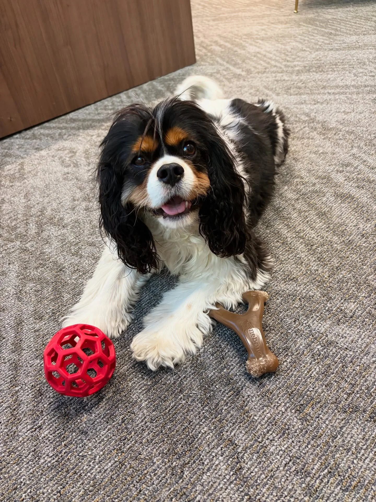 At Dogs On The Run, we don&rsquo;t just talk about the benefits of having dogs in the workplace, our admin team lives it every day. Our dogs are part of our routine, our culture, and our connection to the community we serve.

Bringing our dogs to wor