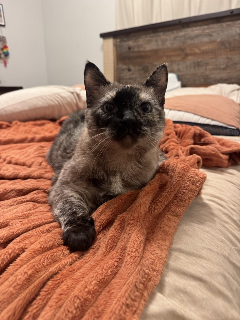 Top Mistakes Families Make When Booking Pet Care (And How to Avoid Them)